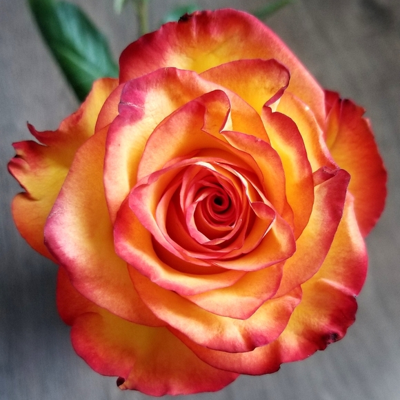 Meet your Posher, Courtney - Picture 1 of 1